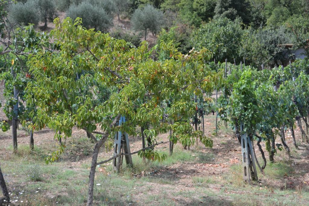 Affittacamere La Fornace Rigomagno Exterior foto